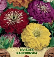 Zinnia - Ostálka Kalifornská