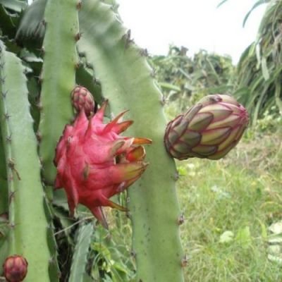 Pitaya - Dračí ovoce  - semínka rostliny 7 ks