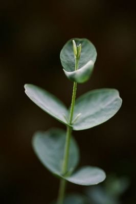 Eukalyptus Globulus - semínka rostliny 10 ks