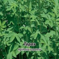 Řepík lékařský-Topas - semena 1 g