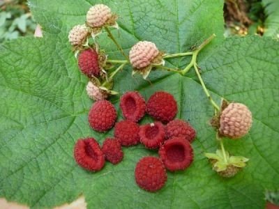 Ostružiník nutkajský (Rubus Parviflorus) - 6 semen