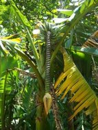 Banánovník obecný (Musa balbisiana) - 5 semen