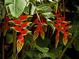Helikonie červená ( Heliconia farinosa-red ) 5 semen