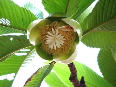 Dilenie indická (rostlina: Dillenia indica)   semínka rostliny