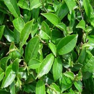 Čajovník čínský  - ( rostlina: Camellia sinensis )semínka rostliny 4 ks