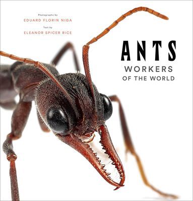 Ants: Workers of the World (Rice Eleanor Spicer)(Pevná vazba)
