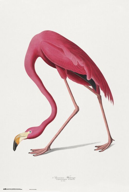 GRUPO ERIK Plakát, Obraz - American Flamingo, (61 x 91.5 cm)