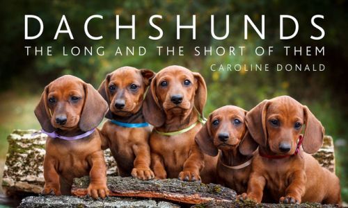 Dachshunds - The Long and the Short of Them (Donald Caroline)(Pevná vazba)