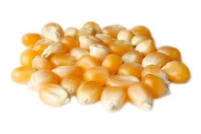 Profikoření - Kukuřice zrno na popcorn (5 Kg)