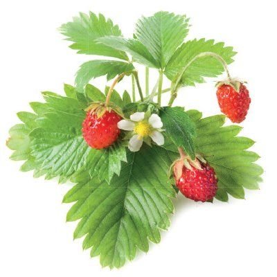 Click and Grow náplň pro smart květináče a farmy - Lesní jahody, 3ks v balení