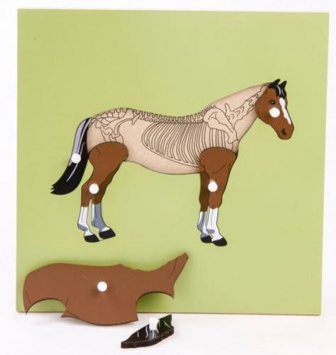 Montessori pomůcky Puzzle s kostrou - kůň