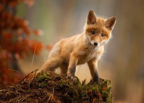 Robert Adamec Umělecká fotografie Fox, Robert Adamec