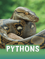 Pythons (Rustad Martha E.)(Paperback / softback)