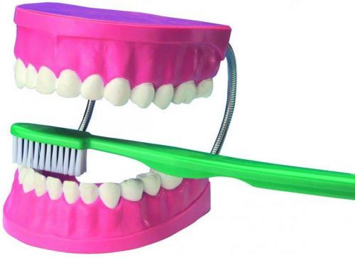 EDU-QI Velký model pro dentální péči / Giant Dental Care Model