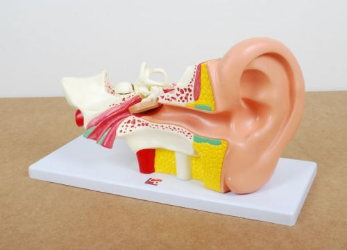 TickiT Lidské ucho / Human ear