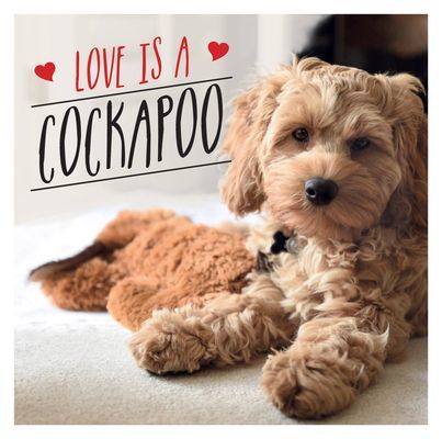 Love is a Cockapoo - A Dog-Tastic Celebration of the World's Cutest Breed (Ellis Charlie)(Pevná vazba)