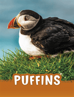 Puffins (Jaycox Jaclyn)(Paperback / softback)