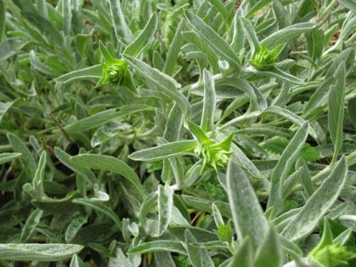 STEZA - Tinktura Řecký horský čaj - FORTE 50 ml.