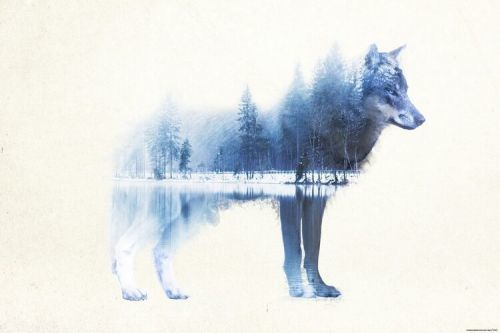CLOSE UP Plakát, Obraz - Forest Wolf, (91.5 x 61 cm)