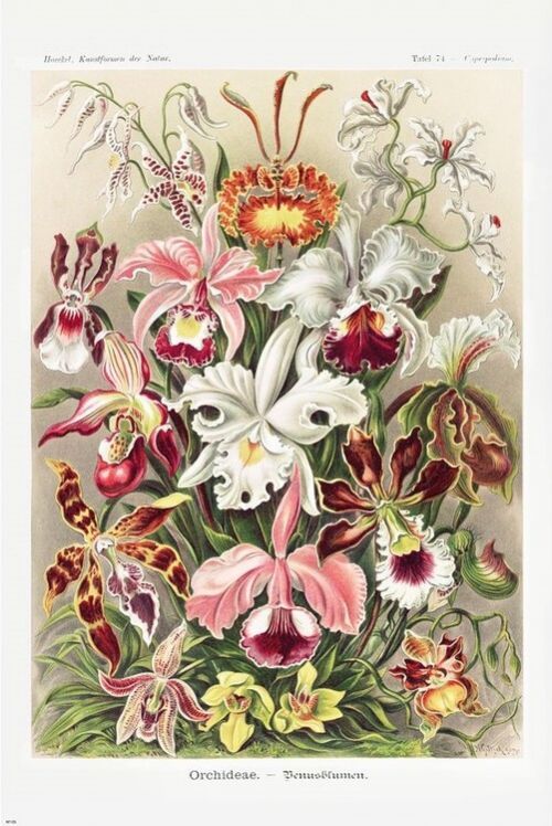 CLOSE UP Plakát, Obraz - Ernst Haeckel - Orchideen, (61 x 91.5 cm)