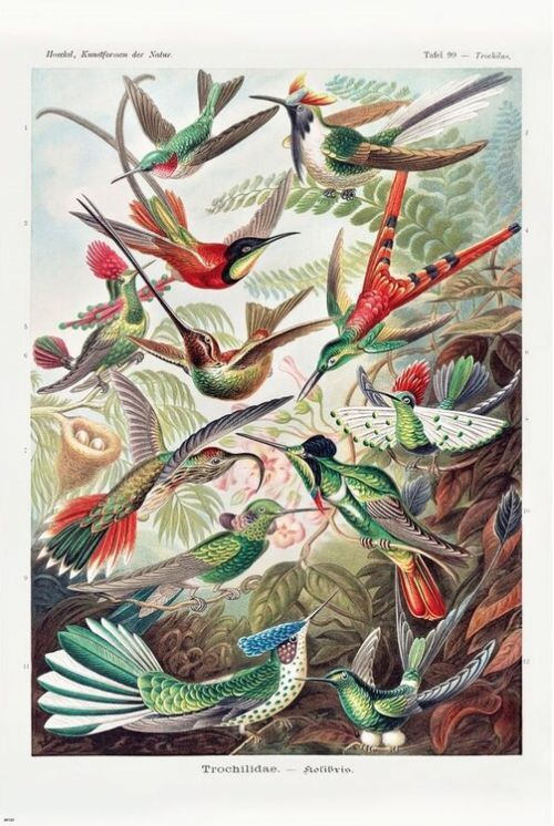 CLOSE UP Plakát, Obraz - Ernst Haeckel - Kolibris, (61 x 91.5 cm)