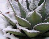 Agáve Mexická (rostlina: agave neomexicana) - semena 10 ks