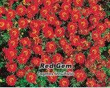 Aksamitník jemnolistý - Red Gem - semena 0,2g
