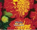 Aksamitník rozkladitý - Fiesta - semena 0,8g