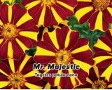 Aksamitník rozkladitý jednoduchý - Mr. Majestic - semena 0,3g