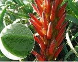Aloe Pravá (rostlina: aloe vera) - semena aloe 7 ks *