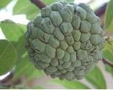 Annona - Láhevník (rostlina: Annona squamosa) - semena annony 7 ks