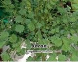 Anýz (Bedrník Anýz - Rostlina: Pimpinella annisum) - Jaron - Semena 1,5 g