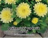 Astra Průhonický trpaslík - Žlutá - semena 0,5g