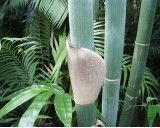 Bambus Obří - Dendrokalamus (rostlina: dendrocalamus giganteus) - 3 semena bambusu