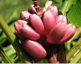 Banánovník Velutina (rostlina: Musa velutina) - 5 semen banánovníku