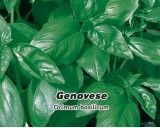 Bazalka pravá - (Rostlina: Ocimum basilicum) Genovesse - Semena 0,4 g
