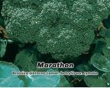Brokolice F1 - Marathon - Semena 30 s