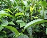 Čajovník čínský (rostlina: camellia sinensis) - semena čajovníku 4ks