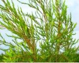 Čajovníkový strom (rostlina: melaleuca alternifolia) - semena kajeputu 30 ks *