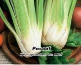Celer řapíkatý - Pascal - Semena - 400 s