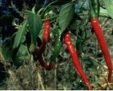 Chilli Kozí Roh PRÉMIUM (rostlina: Capsicum) - semena chili 10 ks, pálivost 7/10 *