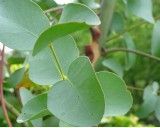 Eukalyptus Globulus (rostlina: Eucalyptus globulus) - semena blahovičníku 10 ks *