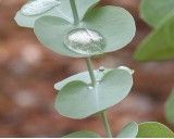 Eukalyptus Guni (rostlina: eucalyptus gunnii) - semena blahovičníku 12 ks *