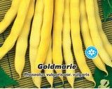 Fazol zahradní tyčkový - Goldmarie - Semena - 15 g