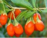 Goji - Kustovnice (rostlina: lycium chinense) - semena goji cca 7 ks *