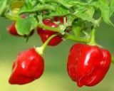 Habanero Chilli - Červené (rostlina: capsicum) - semena chili 10 ks, pálivost 8/10