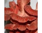 Hlíva růžová (houba: Pleurotus djamour) sadba hub