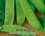 Hrách zahradní - Ambrosia - semena hrachu