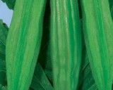 Ibišek jedlý - Okra - semena ibišku 4 g