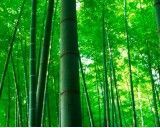 Indický Bambus (rostlina: Bambusa balcooa) - semena bambusu 3 ks